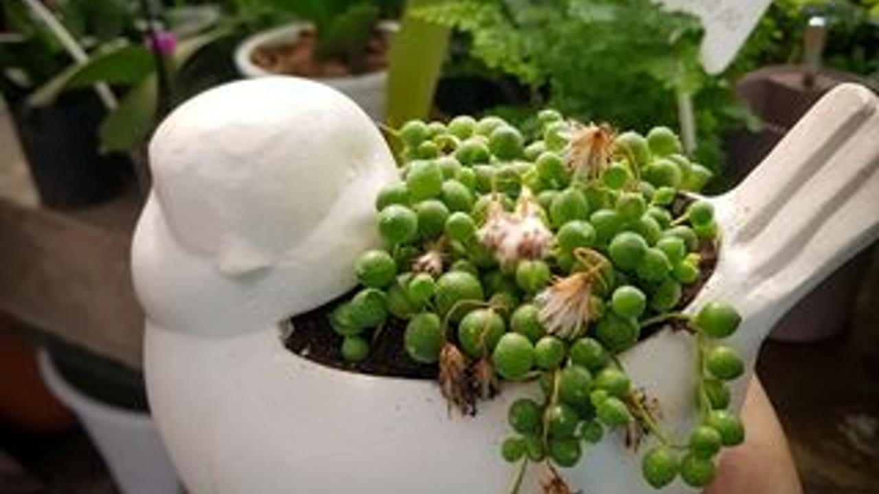 como cultivar suculenta rosario