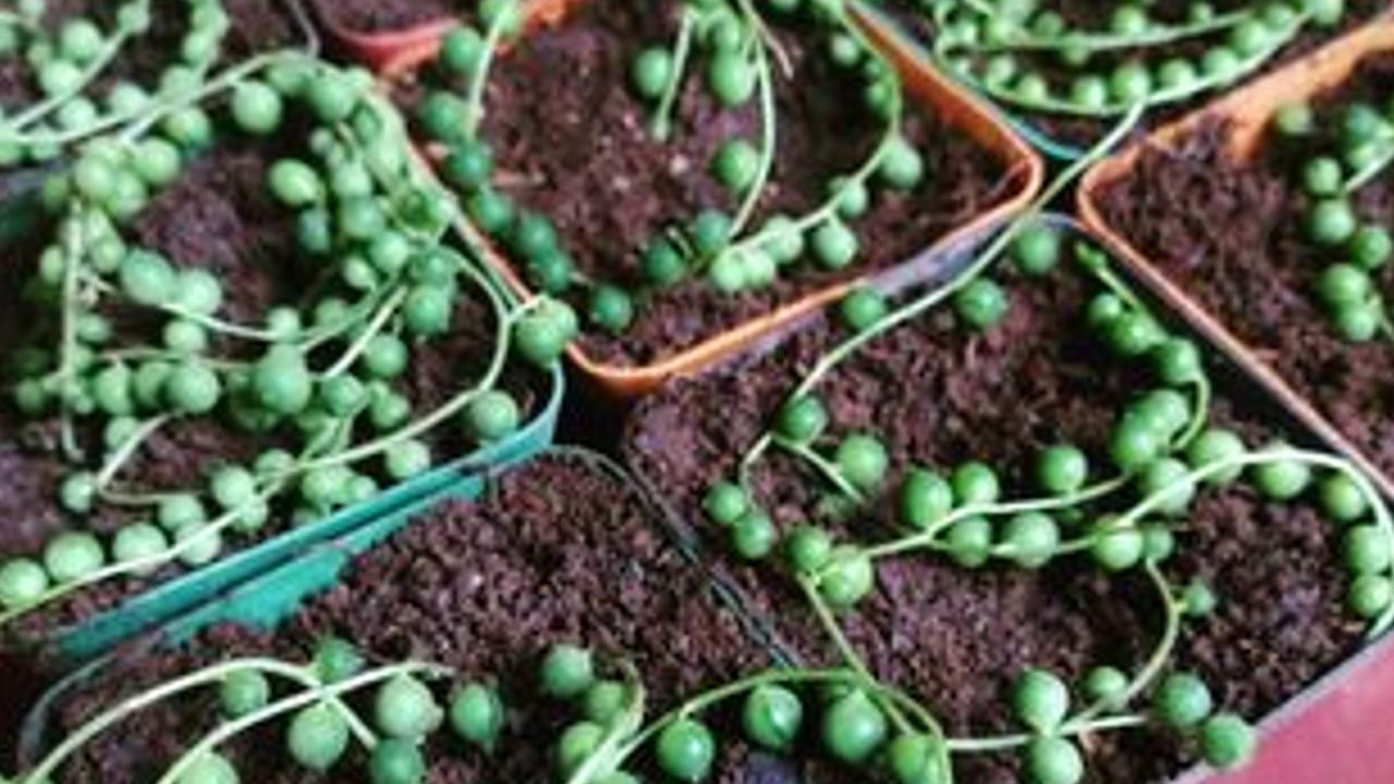 suculenta rosario reproduccion