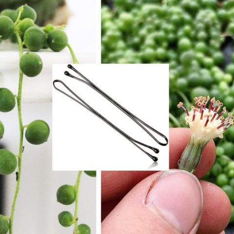 reproducir la suculenta rosario con solo un pasador