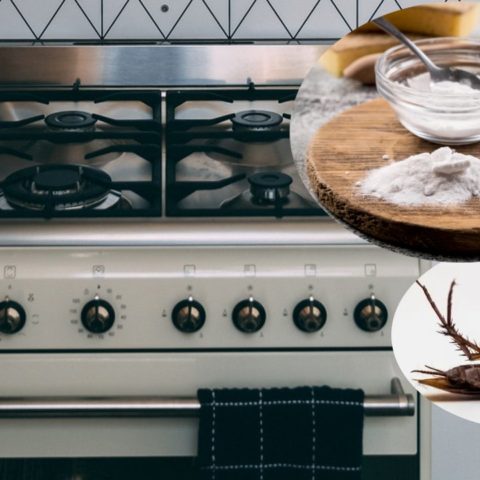 eliminar las cucarachas del horno
