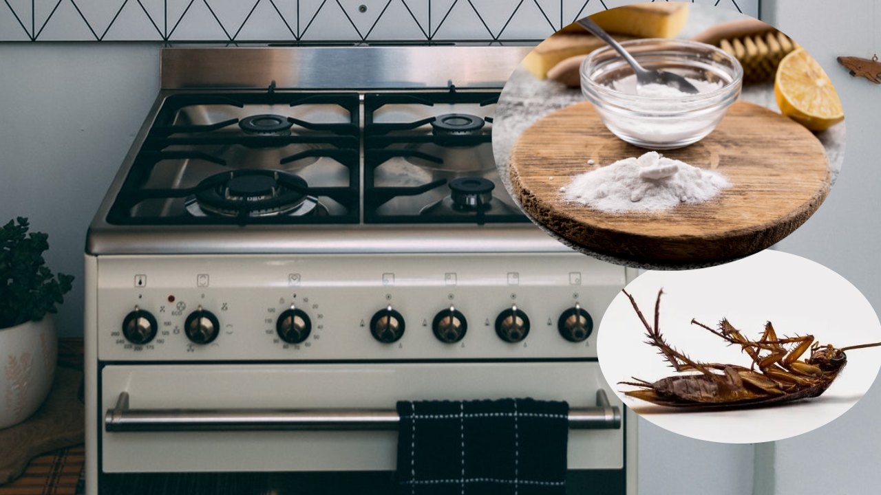 eliminar las cucarachas del horno