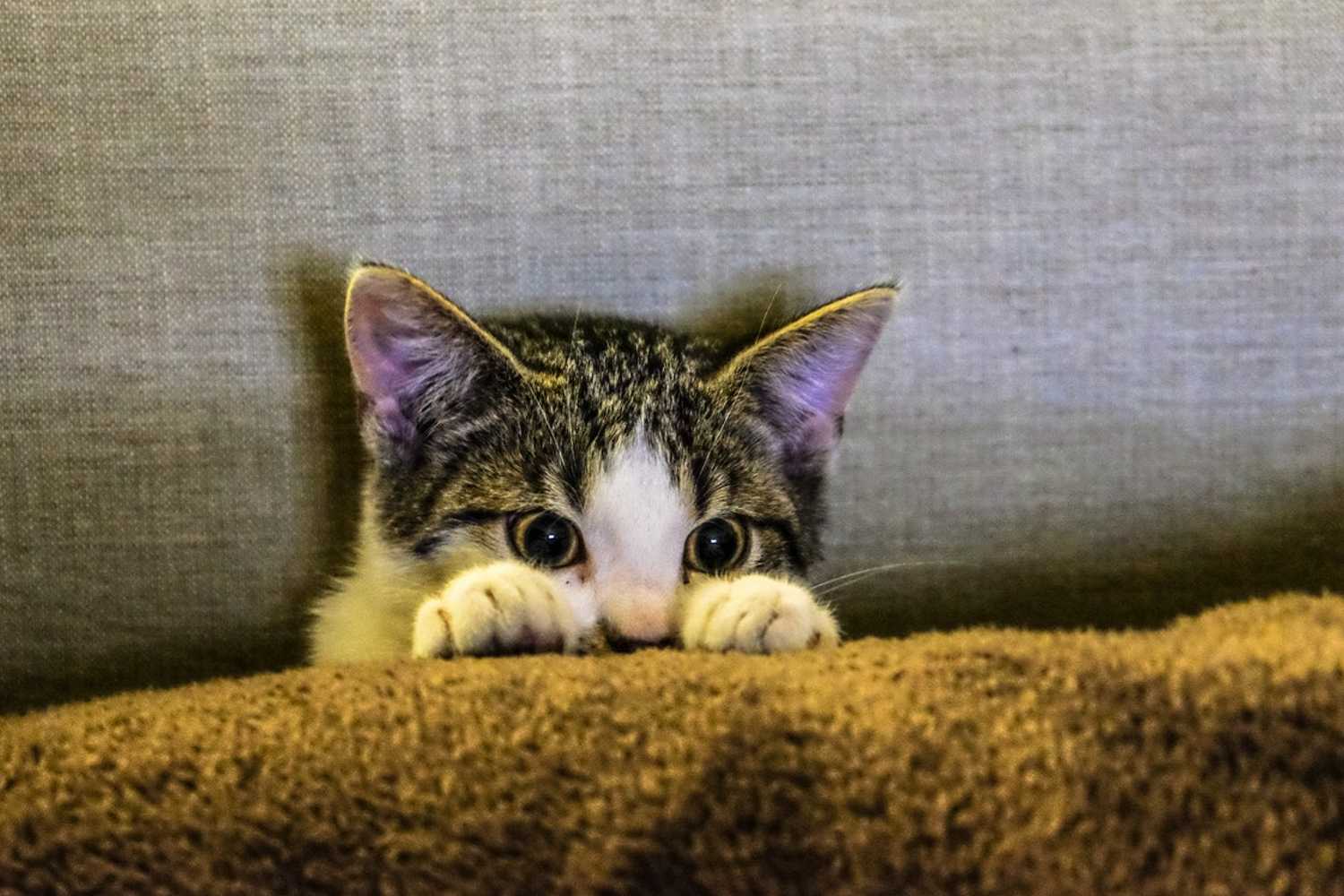 es bueno dejar salir a los gatos