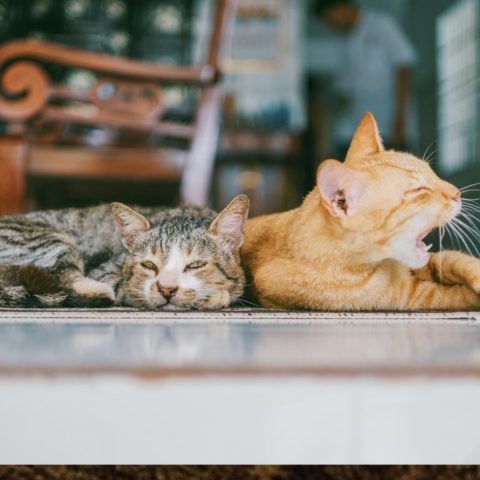 dejar salir a los gatos