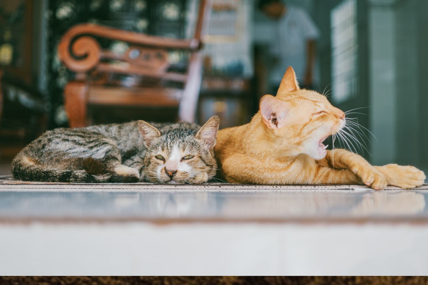 dejar salir a los gatos