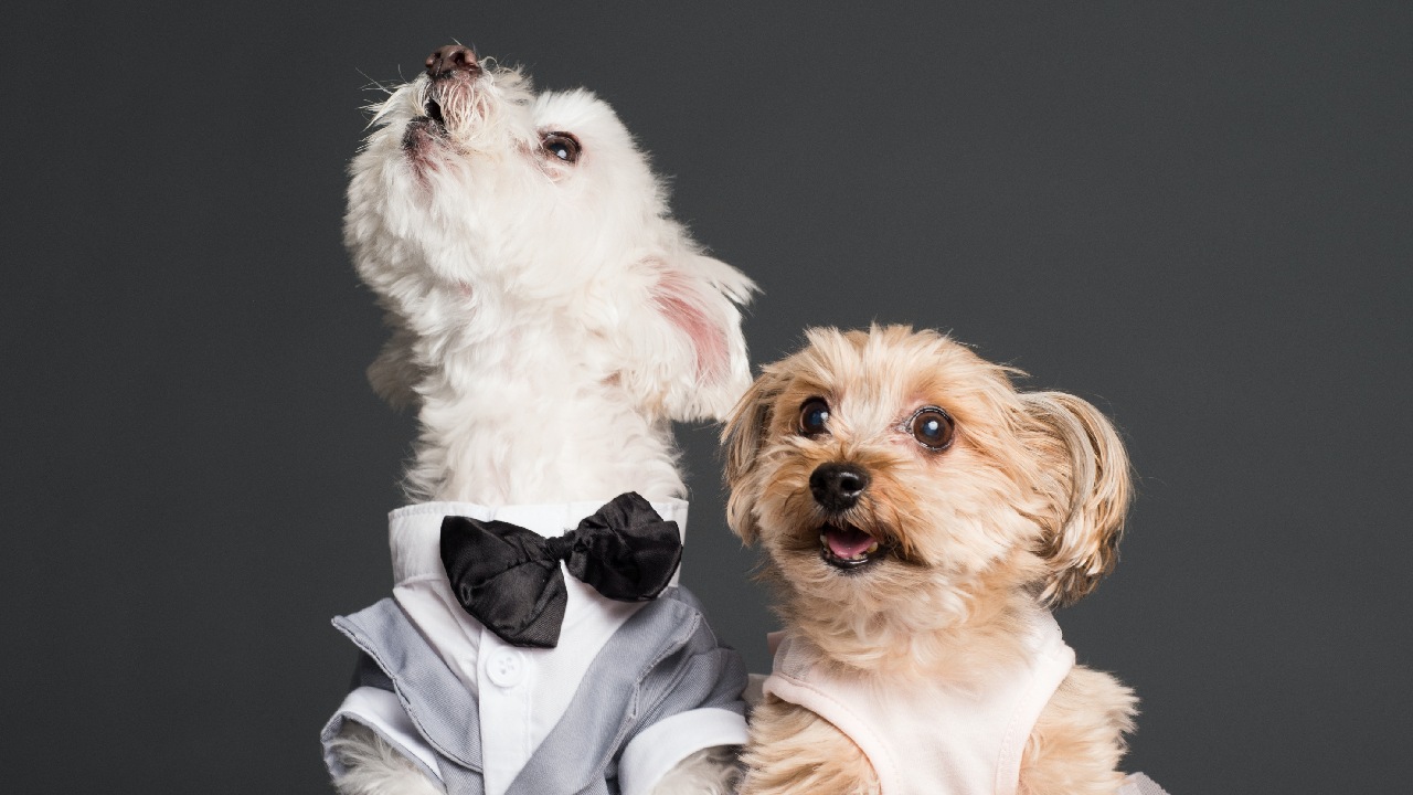 perrita abandonada esta triste