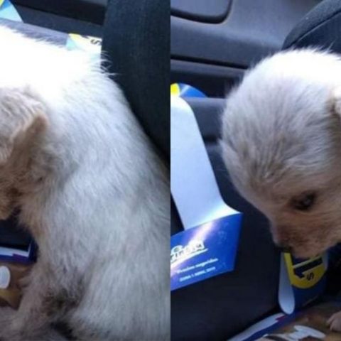 perrita abandonada en basurero