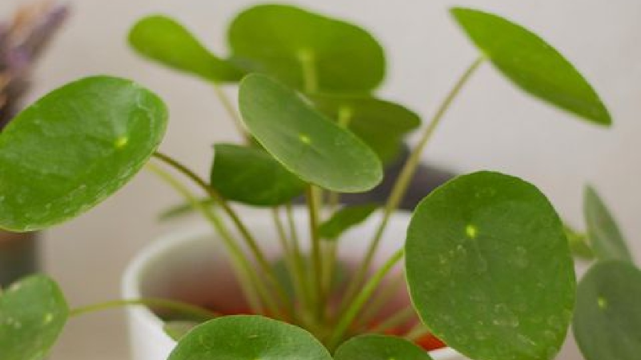 beneficios planta del dinero