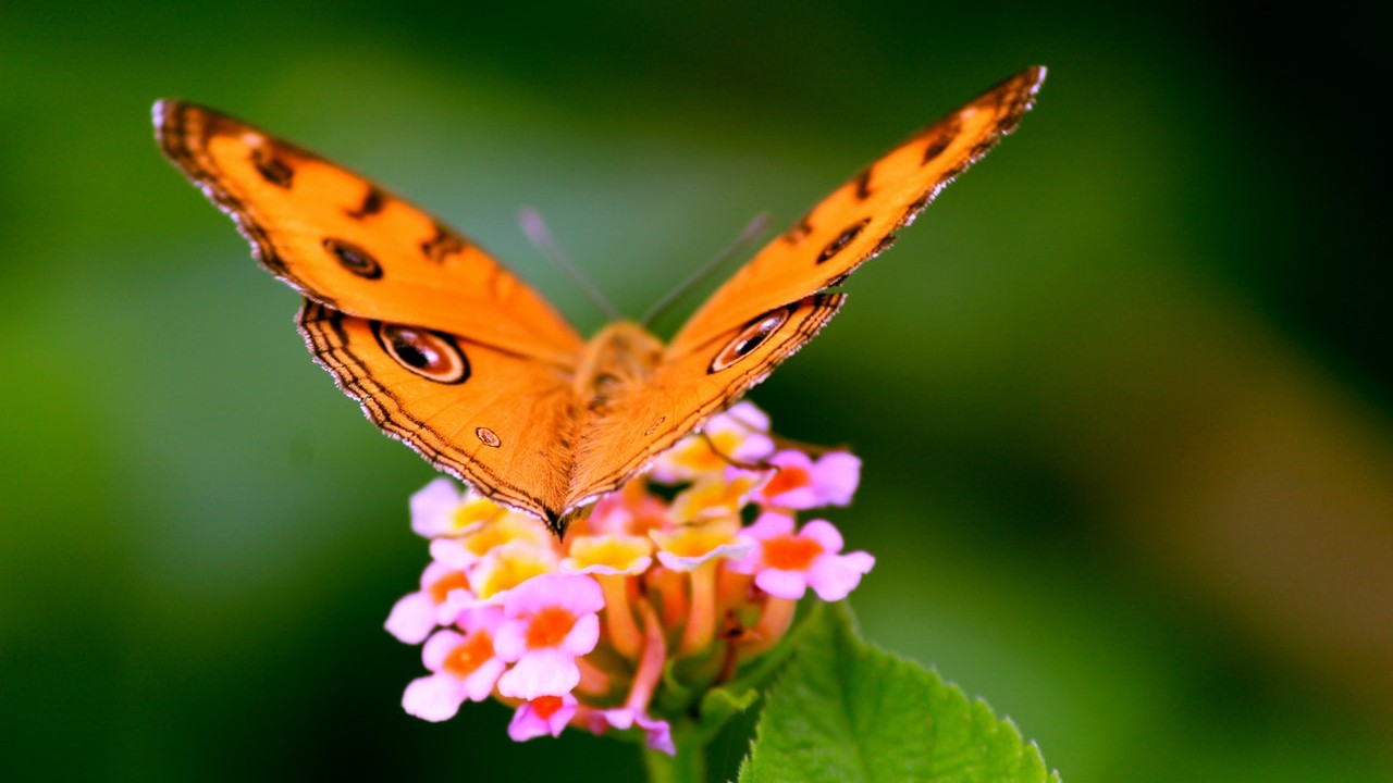 como atraer a las mariposas a mi jardin