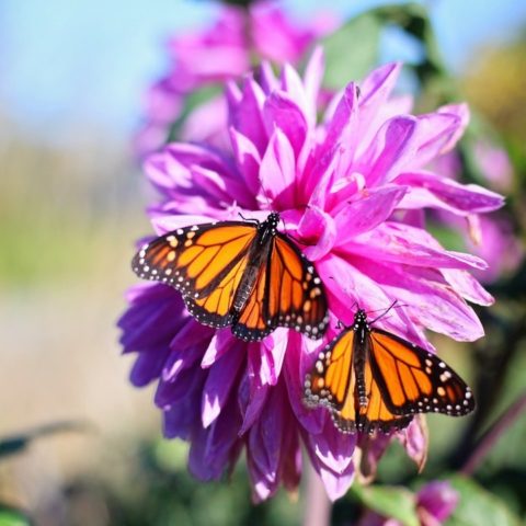 Plantas que atraen a las mariposas