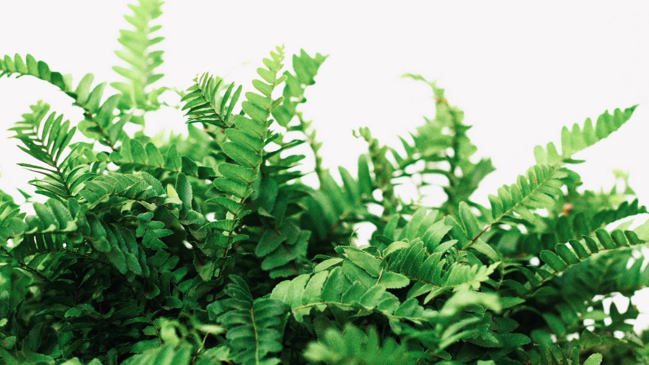 Plantas que ayudan a eliminar malos olores