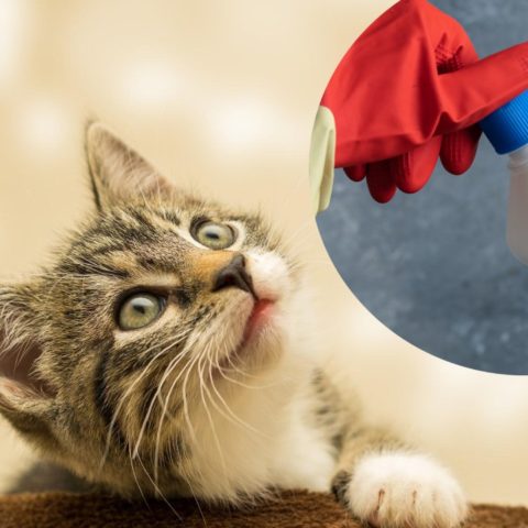Por qué ahora a tu gato le gusta el cloro