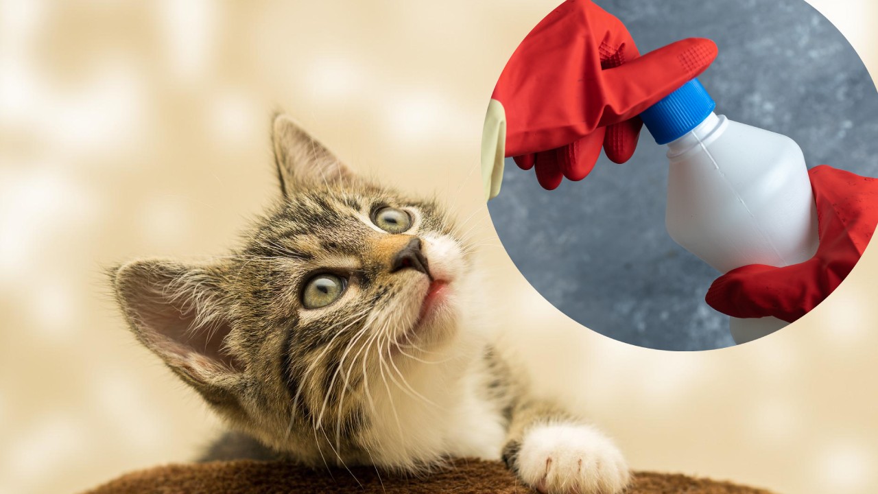 Por qué ahora a tu gato le gusta el cloro