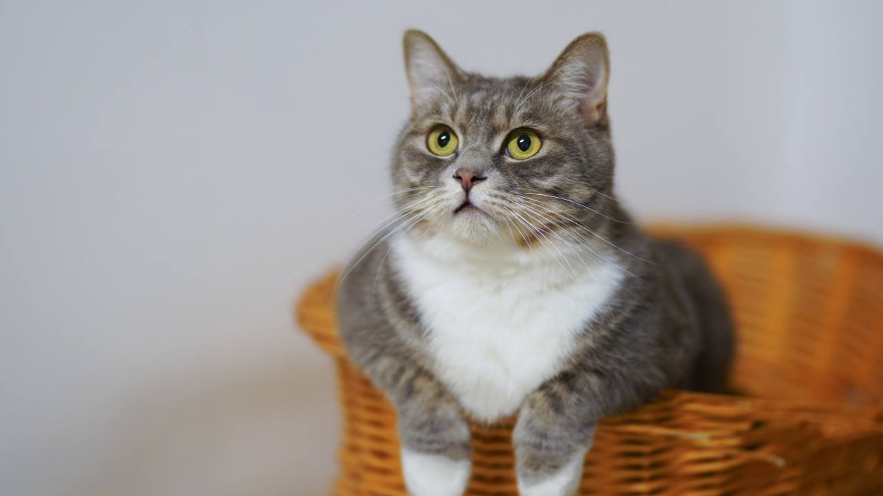 Por qué ahora a tu gato le gusta el cloro