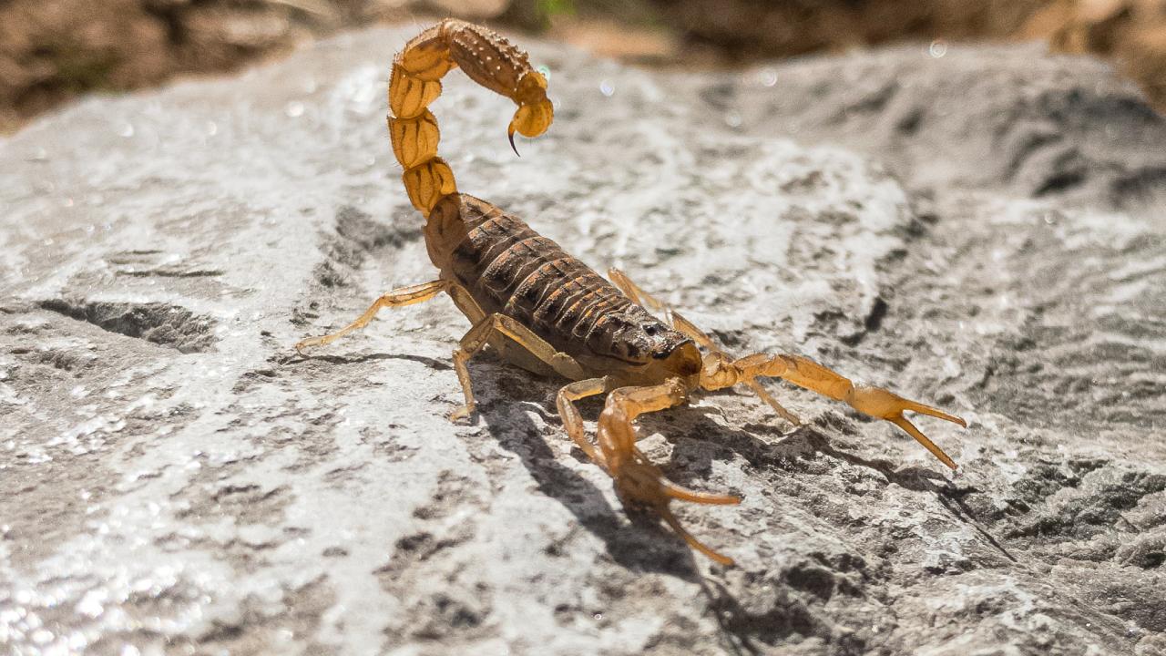 por qué aparecen alacranes en casa