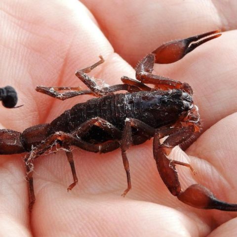 por qué aparecen alacranes en casa
