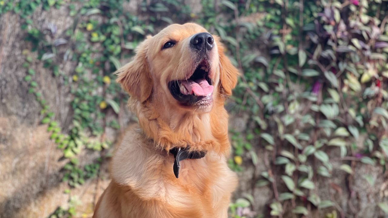 tu perro te lame y se lame a sí mismo