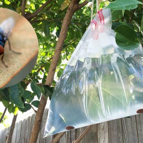 bolsa con agua para ahuyentar a las moscas