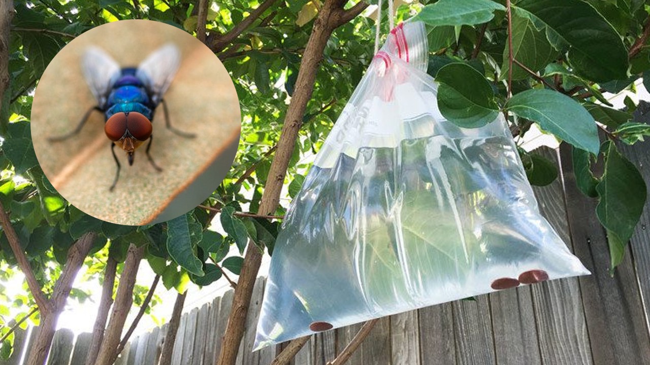 bolsa con agua para ahuyentar a las moscas