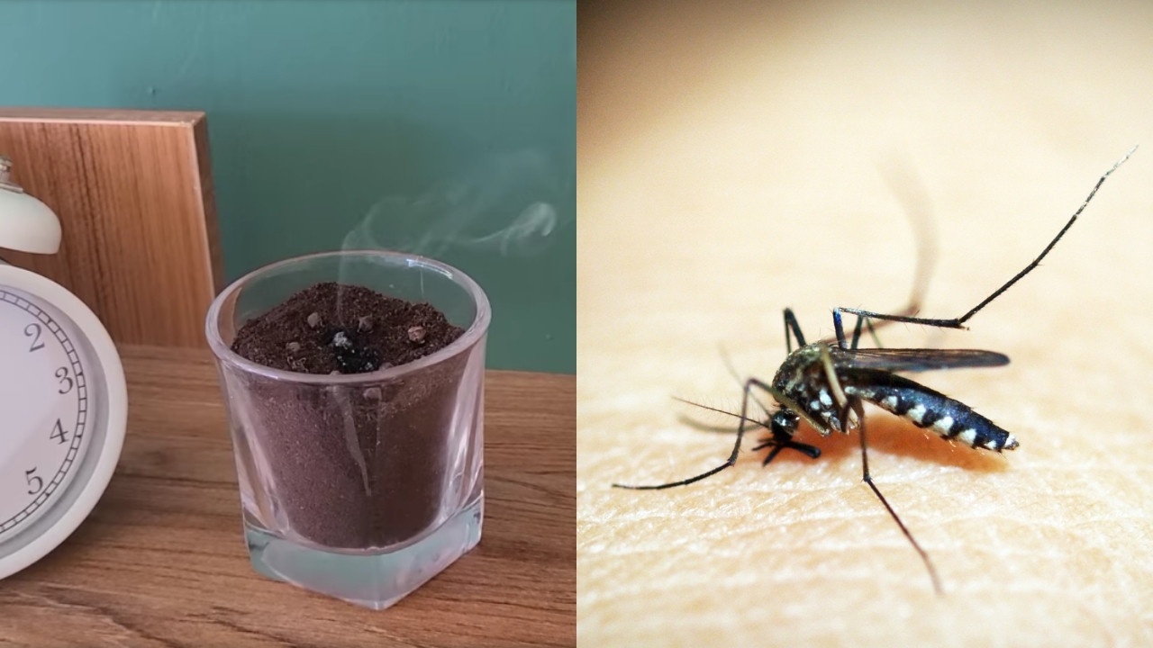 como ahuyentar zancudos