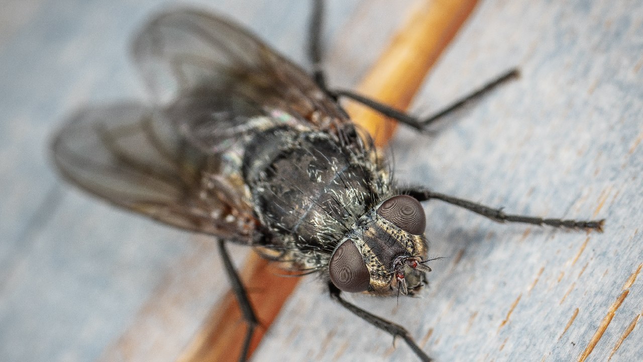 como ahuyentar moscas y mosquitos