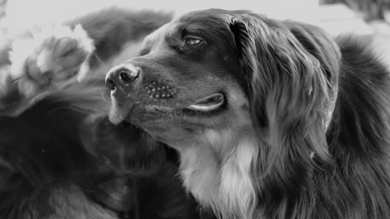 Repelente con limón para eliminar pulgas