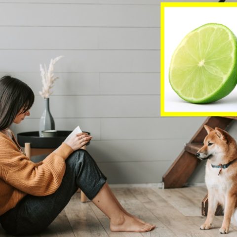 Repelente con limón para eliminar pulgas