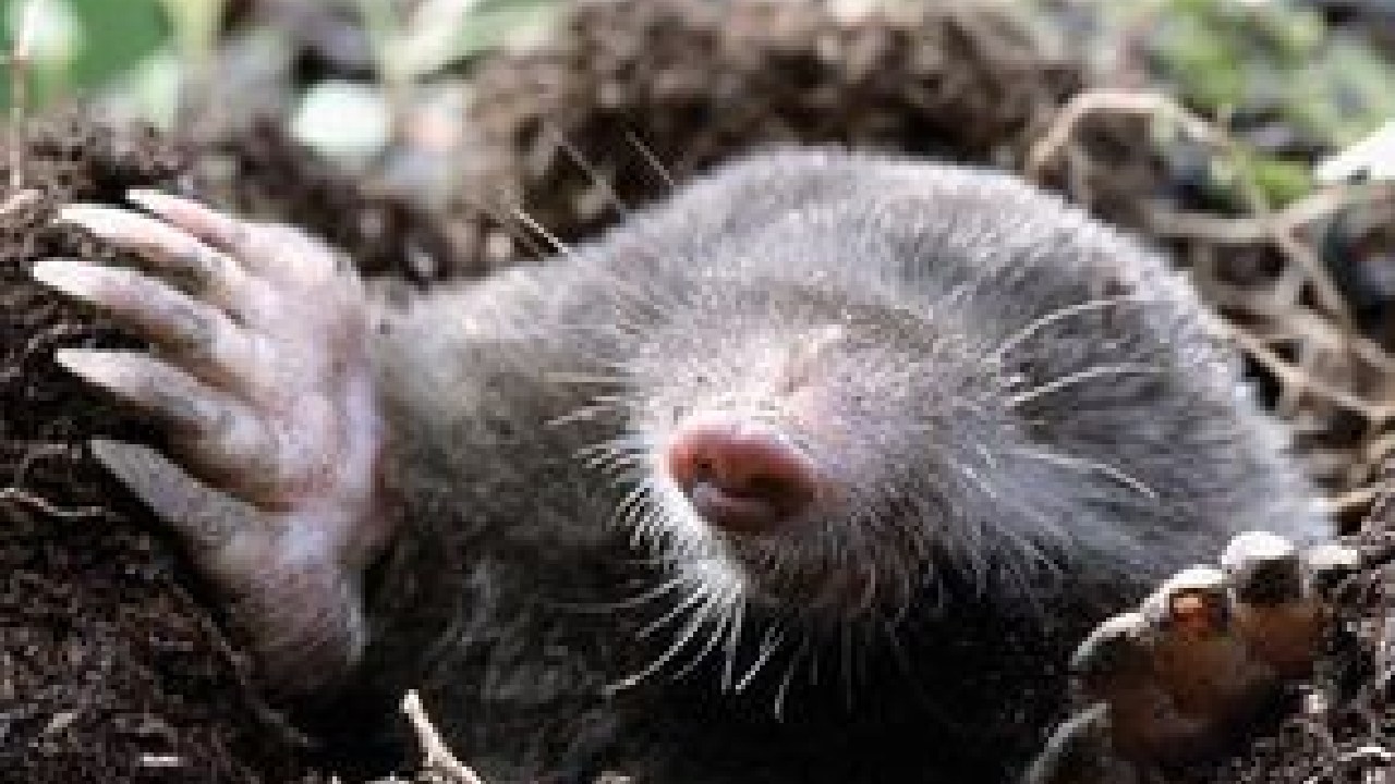 como hacer repelente de topos