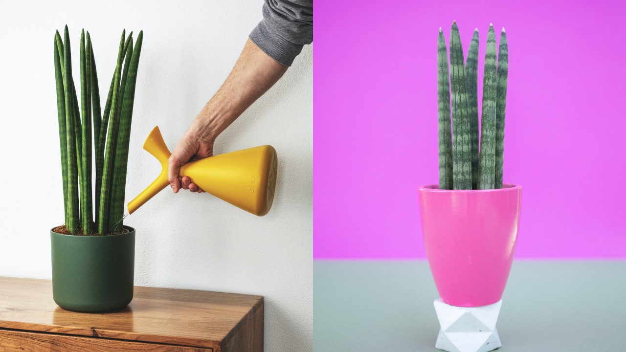 tipos de lengua de suegra