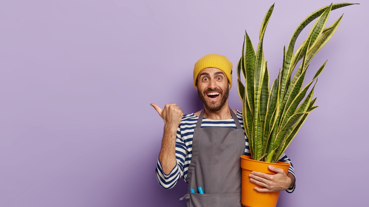 tipos de lengua de suegra