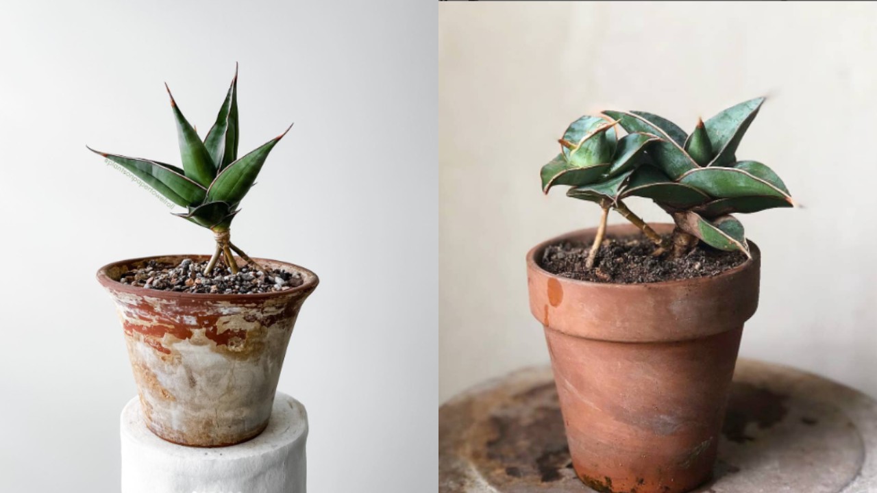 tipos de lengua de suegra