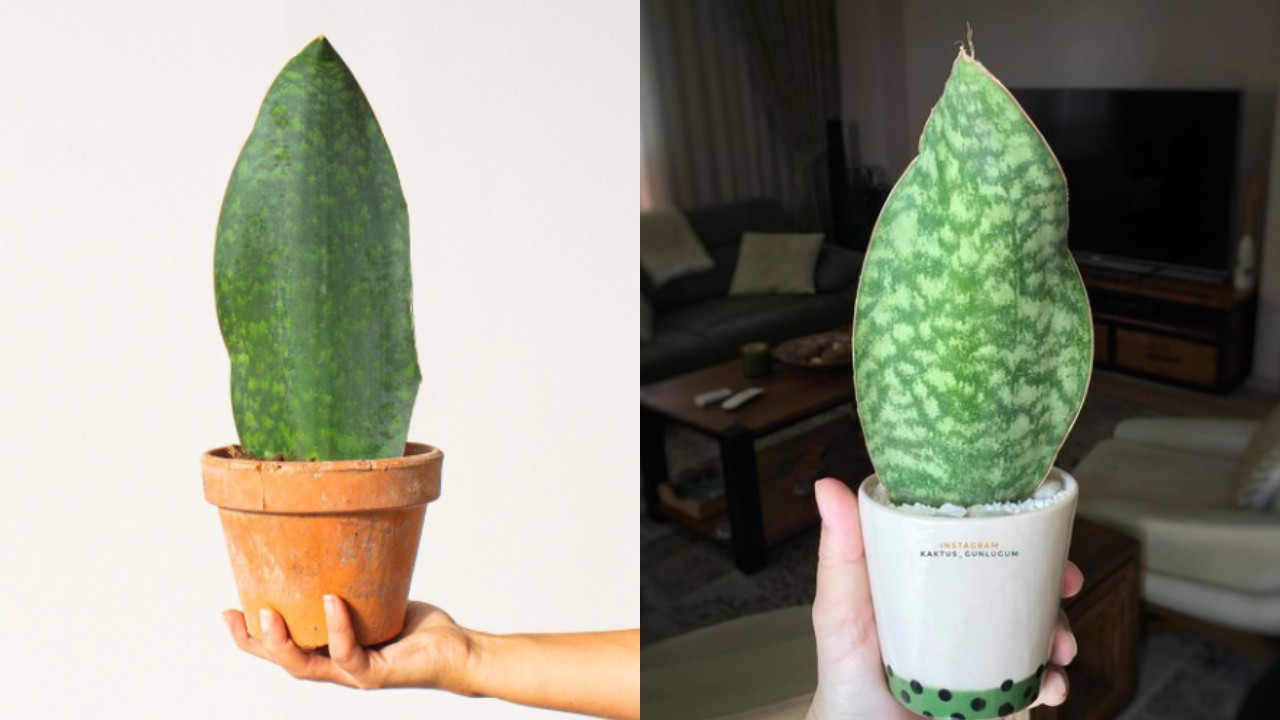 tipos de lengua de suegra