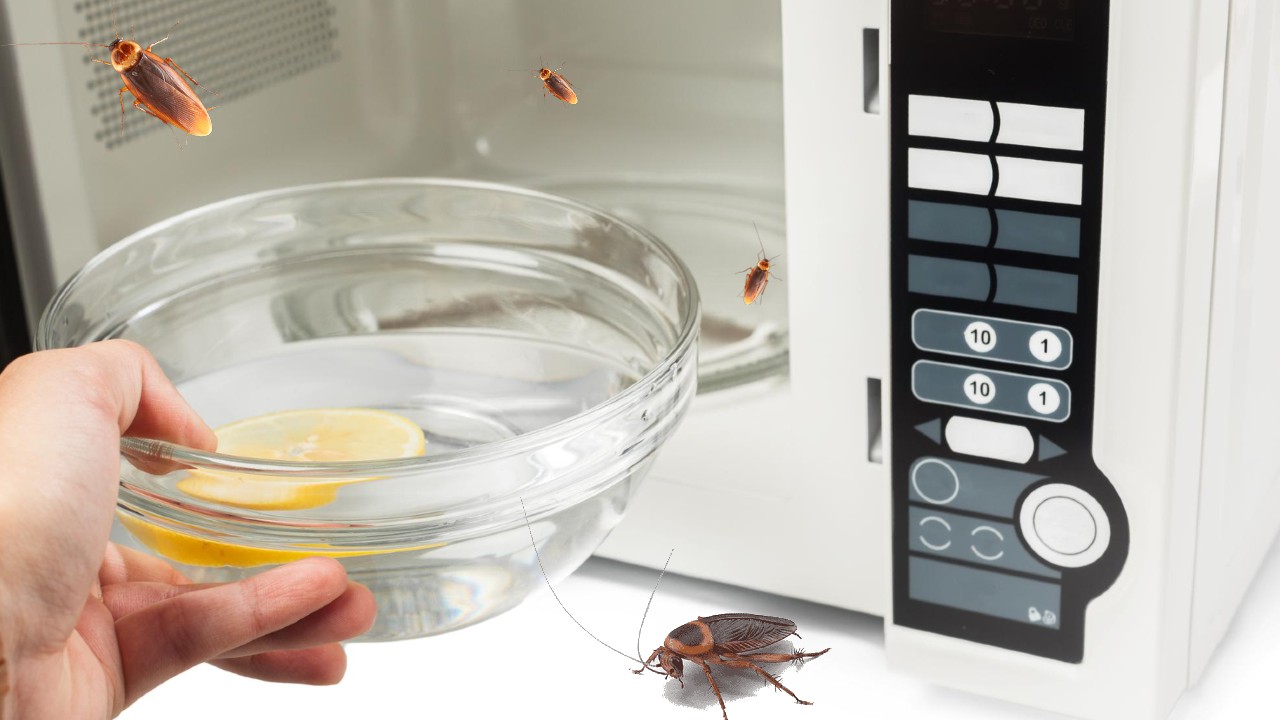 como eliminar un nido de cucarachas