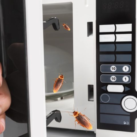 nidos de cucarachas en el microondas