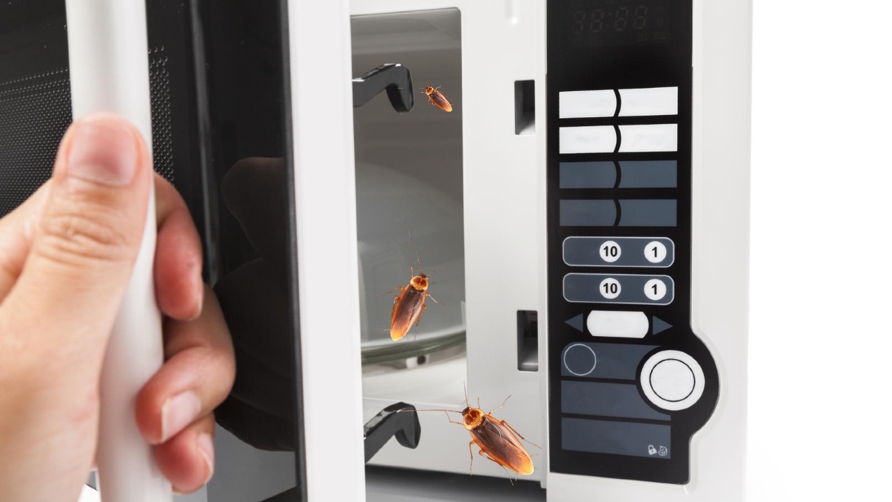 nidos de cucarachas en el microondas