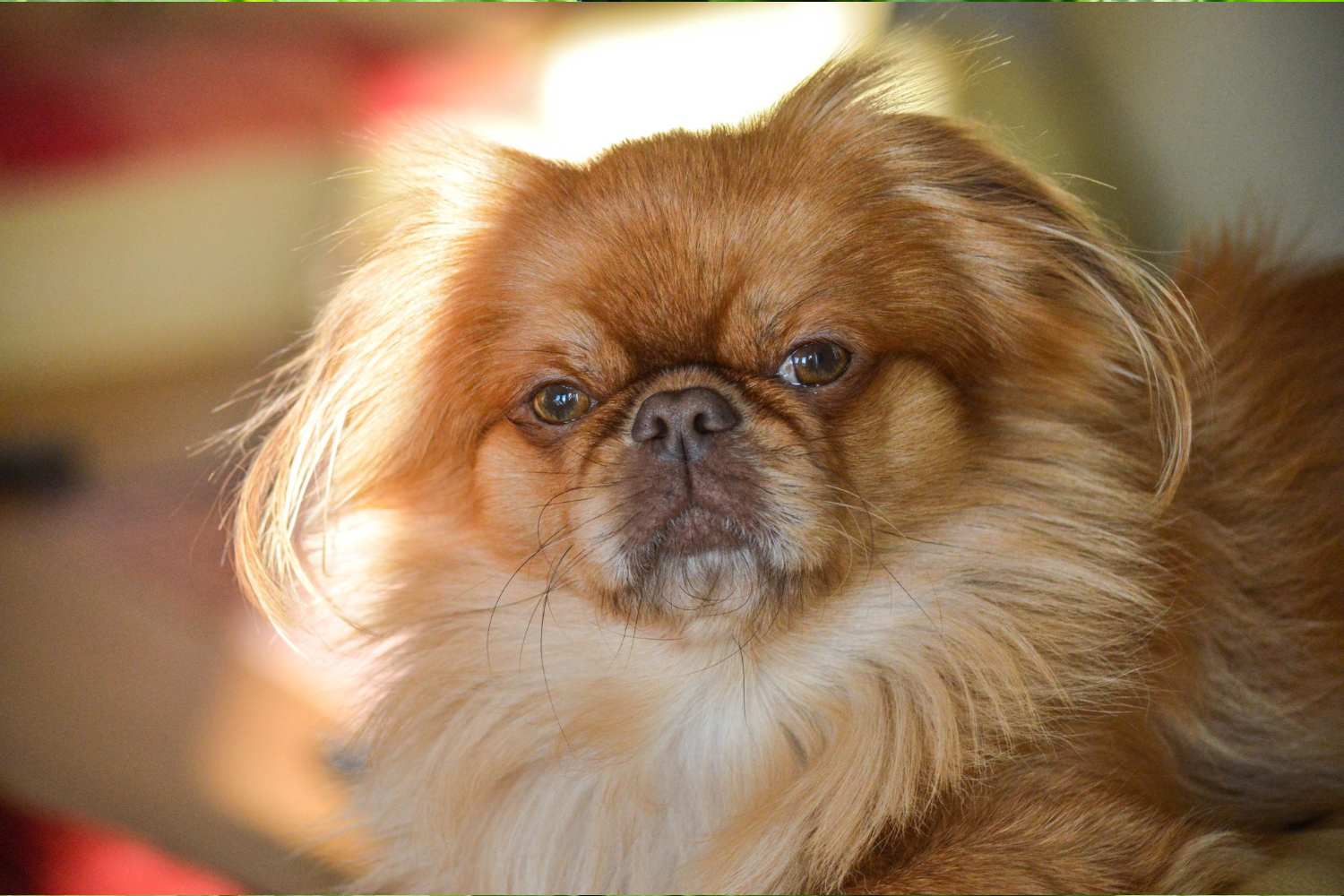 los perros son rencorosos