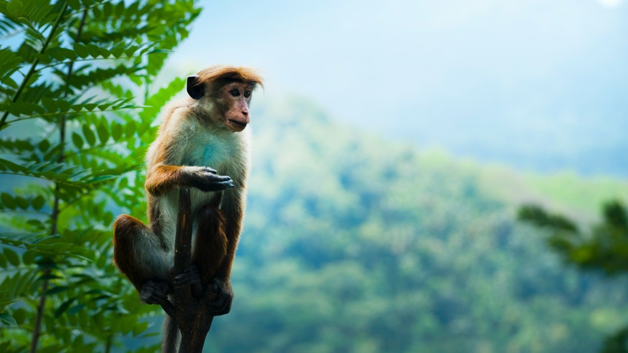 Vacunación contra viruela del mono en México