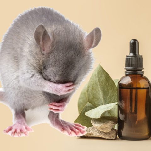 aceite de ricino para ahuyentar ratas y ratones