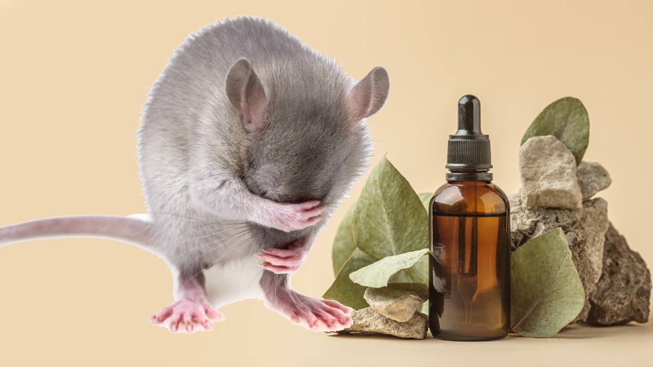 aceite de ricino para ahuyentar ratas y ratones