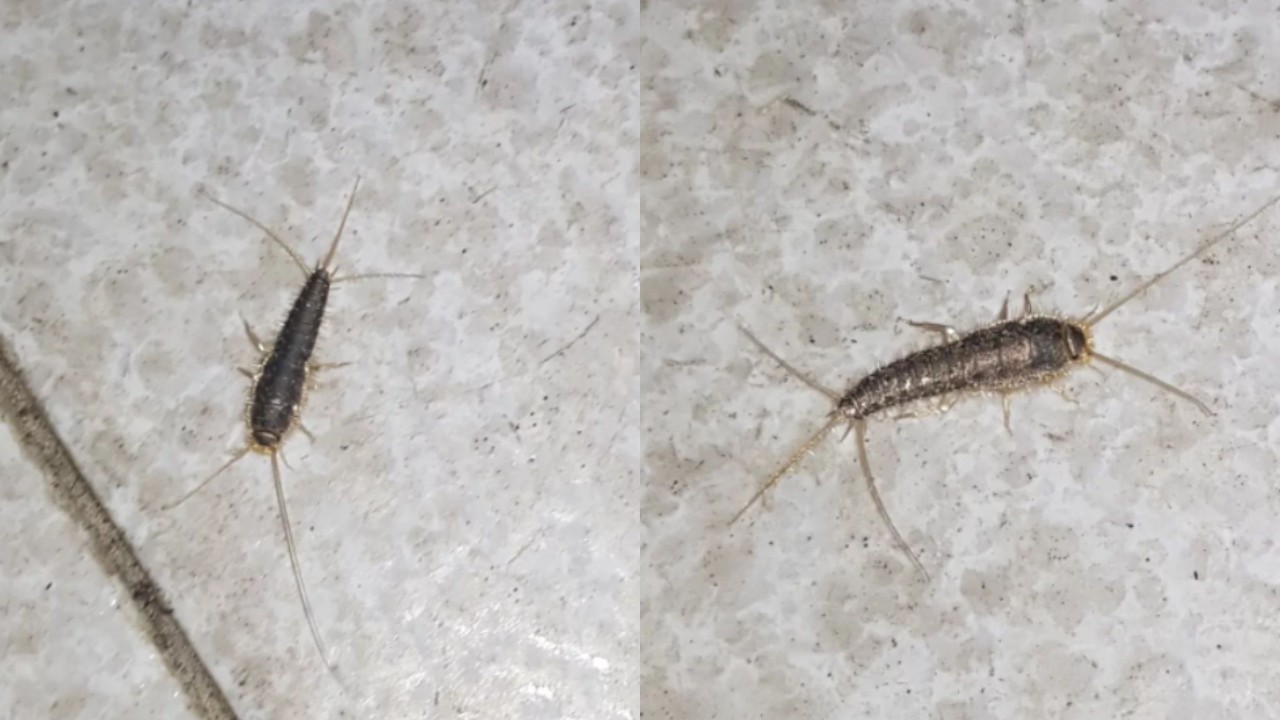 ácido bórico para eliminar pececillos de plata