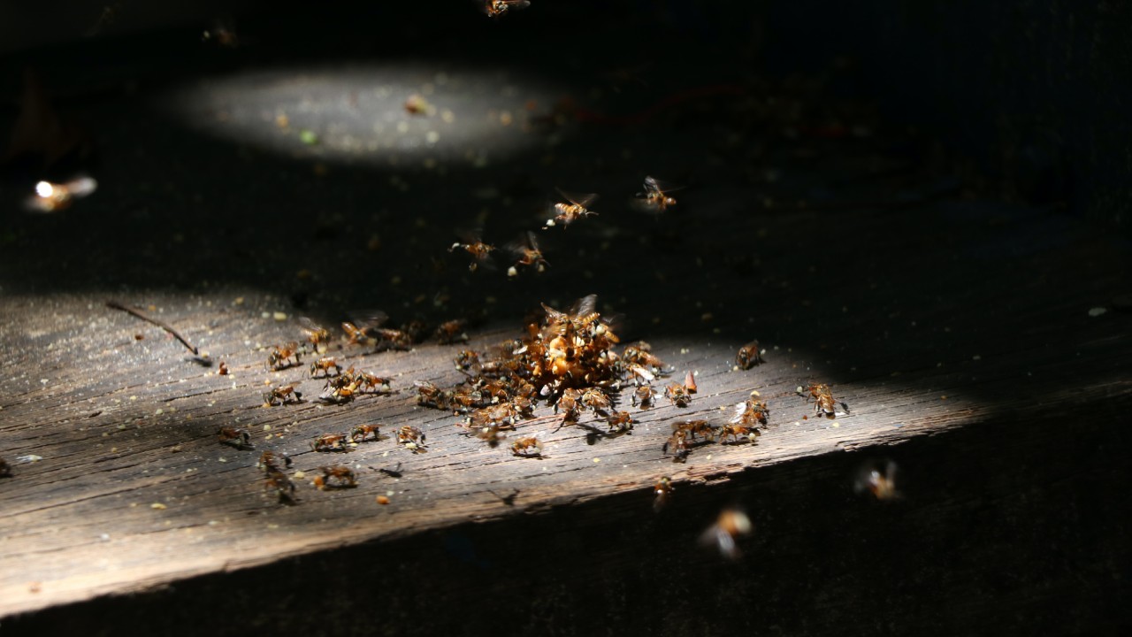 ácido bórico para eliminar termitas