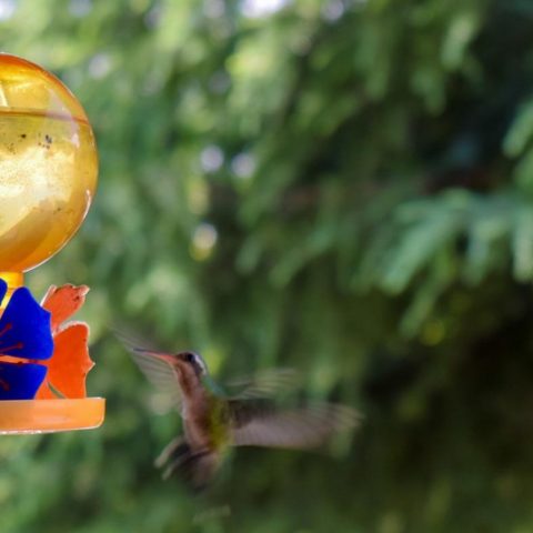 bebedero para colibríes y abejas