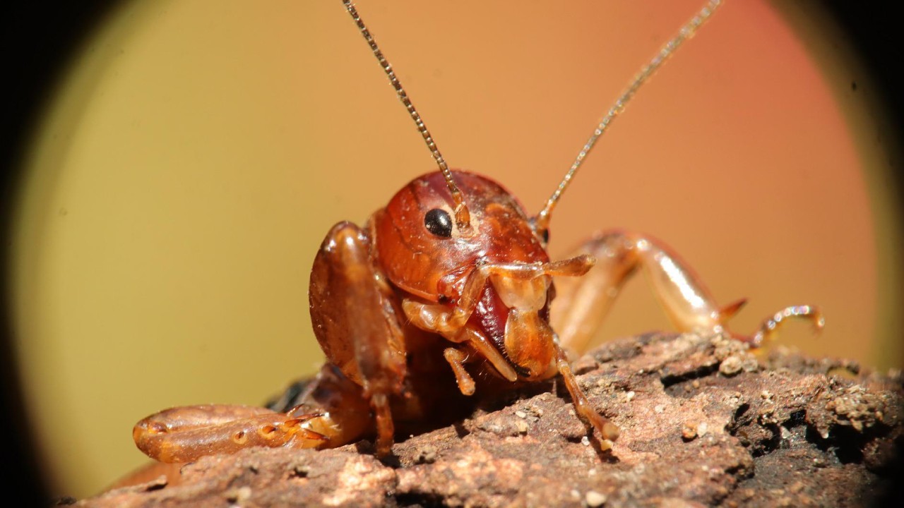 cara de niño qué son y cómo ahuyentarlos