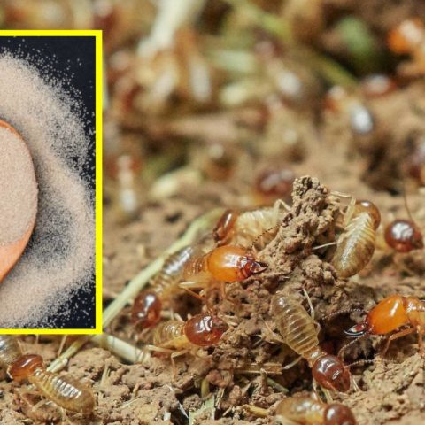 cebos para eliminar cucarachas y termitas
