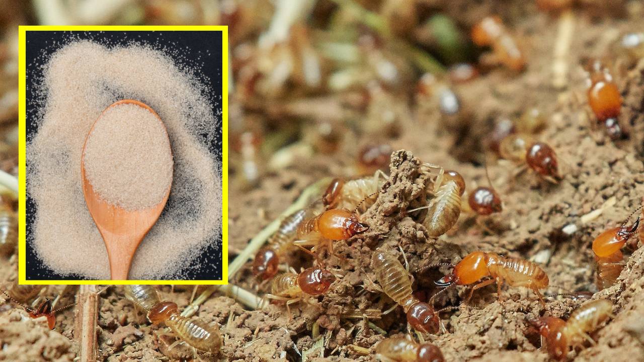 cebos para eliminar cucarachas y termitas