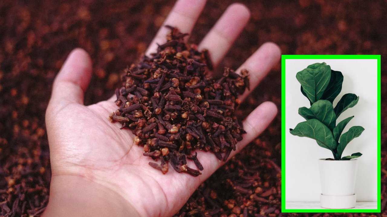 clavos de olor para eliminar plagas