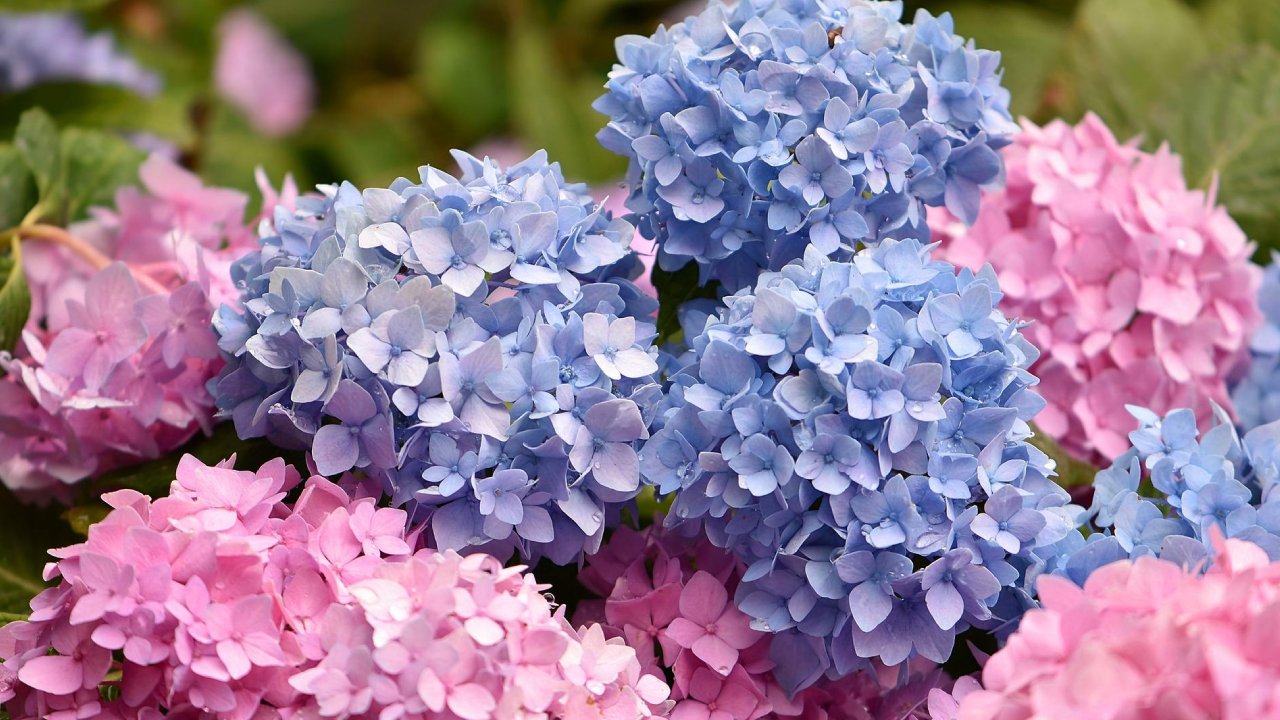 colores brillantes e intensos en tus flores