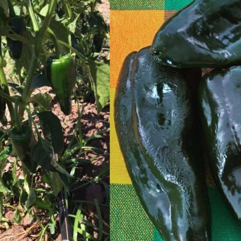 como cultivar chile poblano en casa