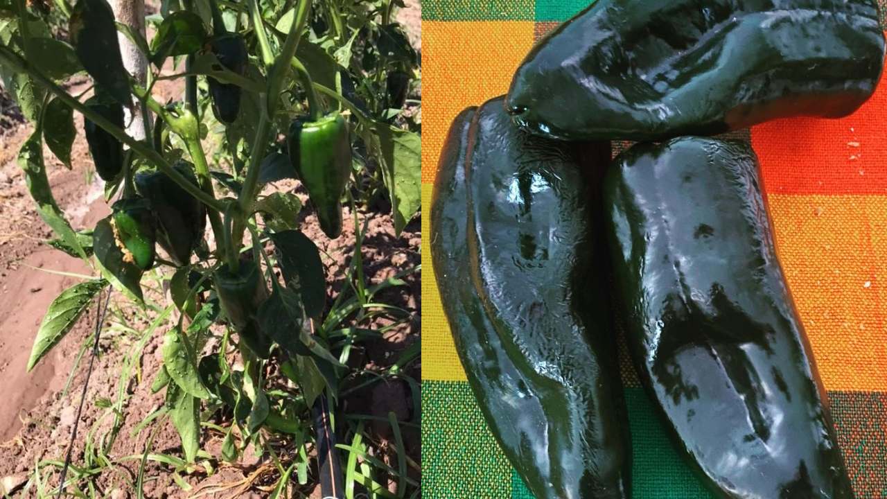 como cultivar chile poblano en casa