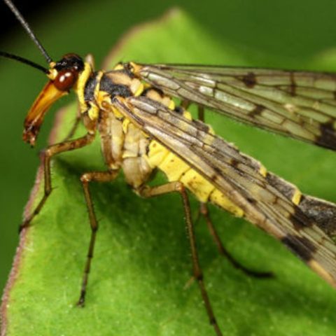 evitar los alacranes voladores en tu casa