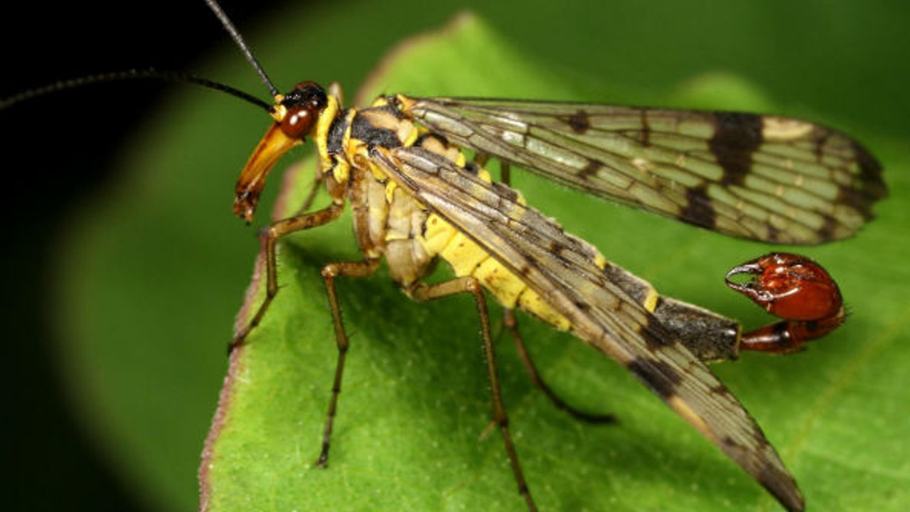 evitar los alacranes voladores en tu casa